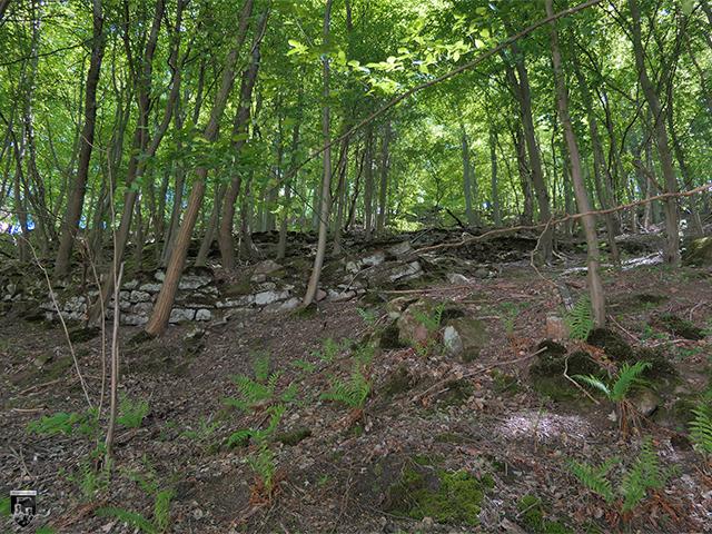 Im Wald auf dem Weg zur Burg Frankenstein lassen sich noch die Reste von Terrassen erkennen, die seit dem Mittelalter bis 1955 bewirtschaftet wurden. 